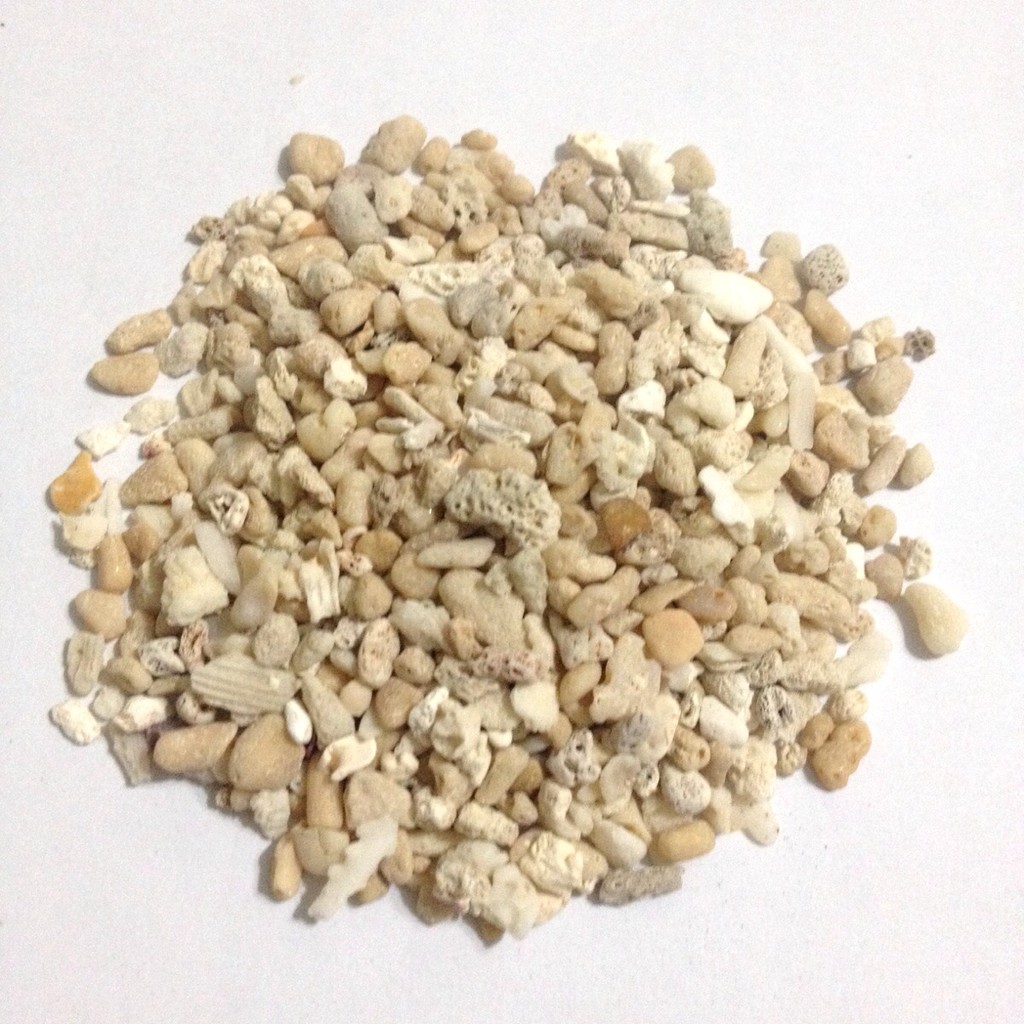 【超享購】貝殼石 貝殼砂 珊瑚石20克5元 (長約0.3~0.6公分)