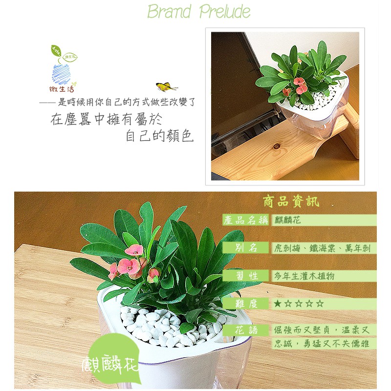 現貨 小品文化 麒麟花4吋透明懶人盆栽加水更方便觀葉植物陽台植物自動吸水水培創意花盆居家辦公盆花 蝦皮購物