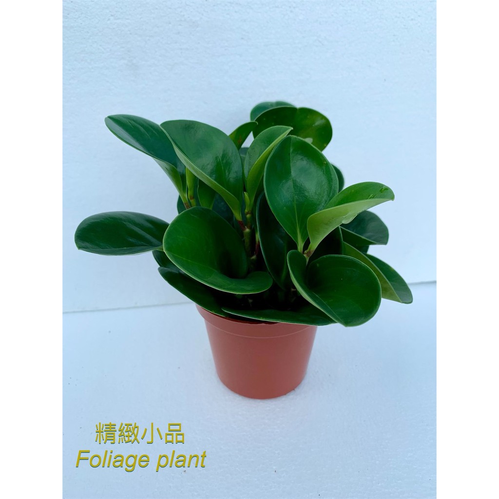 精緻小品 盆栽 圓葉椒草 觀葉植物 3吋盆