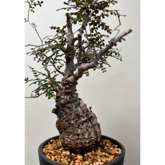 象足漆樹種子的價格推薦 22年11月 比價比個夠biggo