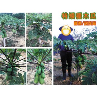 特矮種木瓜 超矮木瓜 勿直接下標 紅福 木瓜苗 樹苗 矮種木瓜 特矮木瓜 木瓜牛奶 番木瓜 非臺農二號 黃金木瓜 青木瓜