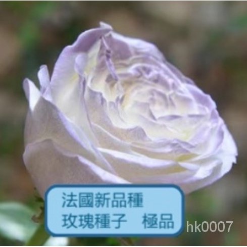 皮皮園藝【超高發芽率】稀有品種 玫瑰花種子 法國玫瑰種籽室內 辦公室綠植 易養易活發芽率高