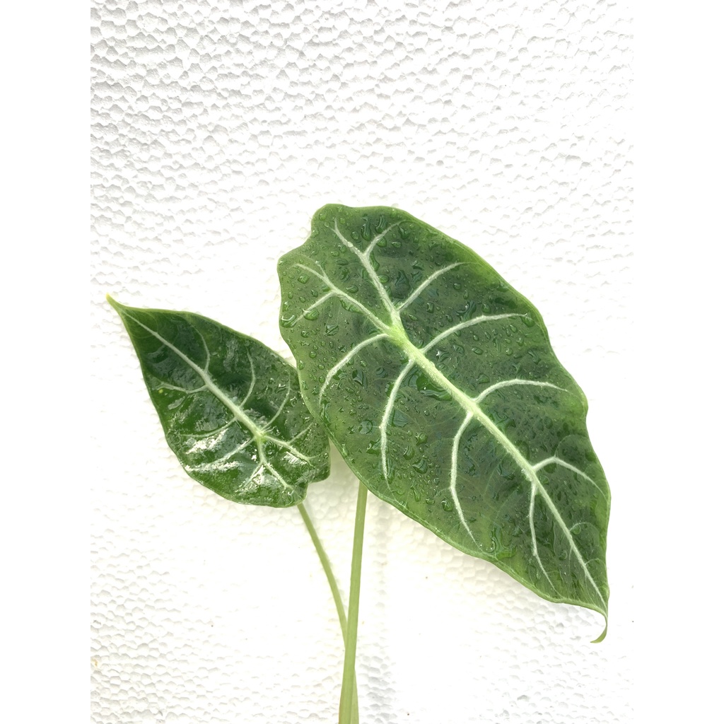 Alocasia watsoniana 'Amose ' 絨葉華生 /觀葉植物