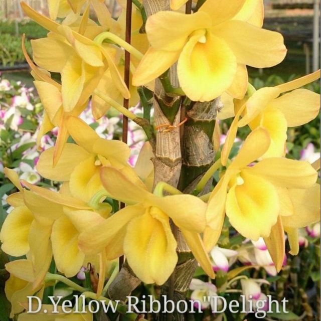 上賓蘭園 日本株D. Yellow Ribbon "Delight"