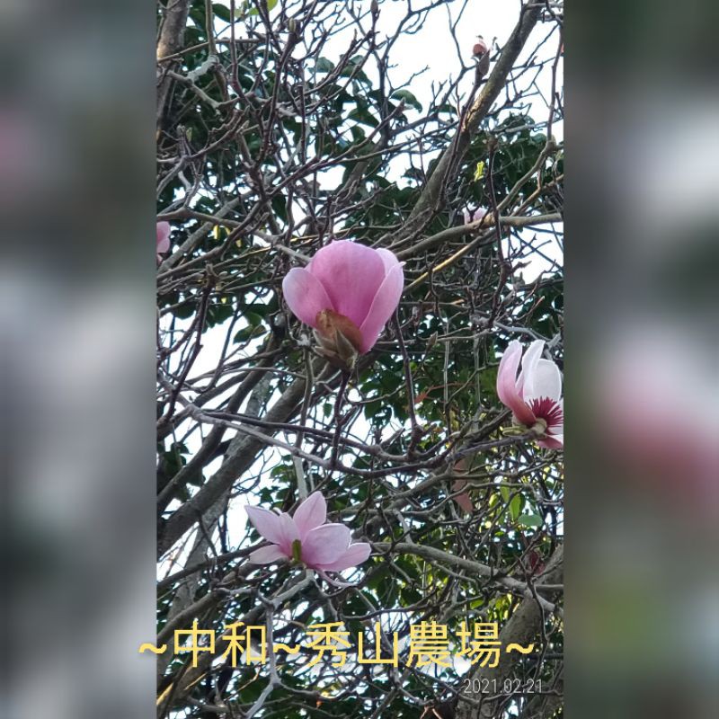 秀山農場 辛夷花 又名望春花 一種名貴的香料 特價供應 花 121 蝦皮購物