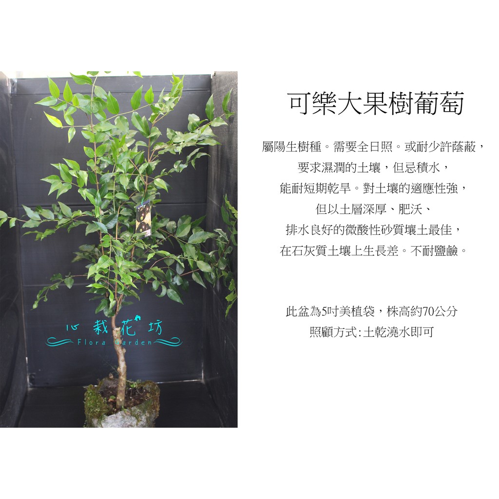 心栽花坊-可樂樹葡萄/嘉寶果/5吋盆/70cm/嫁接苗/水果苗/售價800特價640