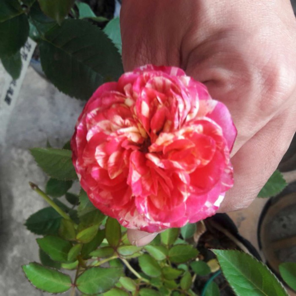 花花世界 玫瑰苗 紅白毛莨 Ranuncula 中輪豐花 4吋盆苗 高10 公分 Tm 蝦皮購物