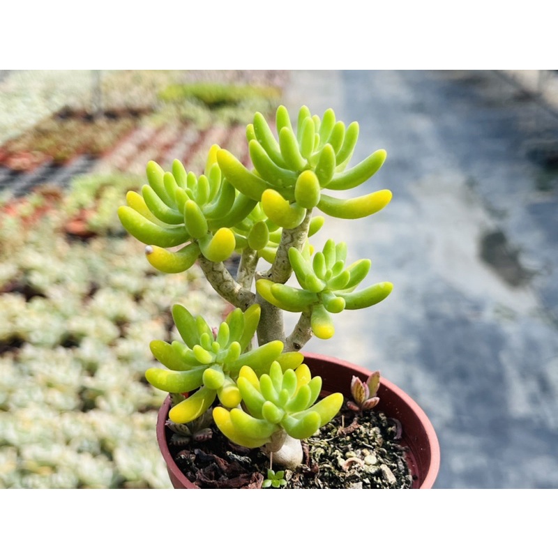 多肉好好買多肉植物八千代 小老欉 蝦皮購物