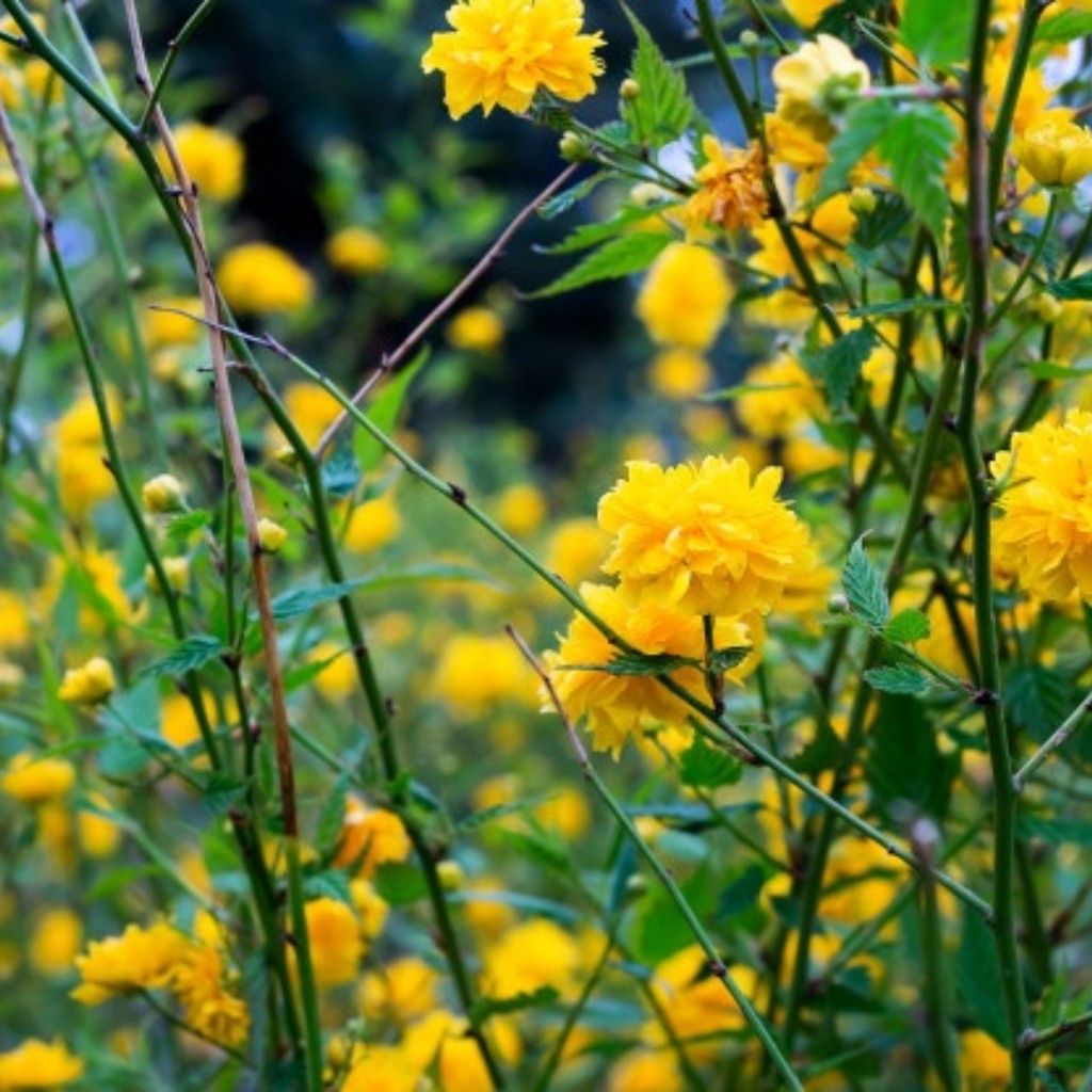 植物 5 山吹ヤマブキ八重山吹山吹花棣棠花重瓣棣棠花棣棠薔薇薔薇花 園藝盆栽 蝦皮購物