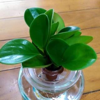 圓葉椒草斑葉椒草水耕盆栽 蝦皮購物