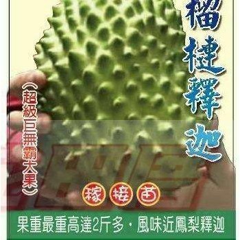 【花田里】水果苗  榴槤釋迦  3.5吋盆 高30-40公分  巨無霸新品種，香甜可口