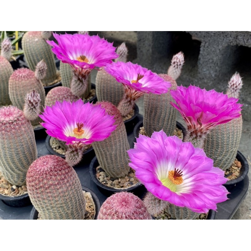 紫太陽 超人氣商品 仙人掌 走入美麗的光影 蝦皮購物