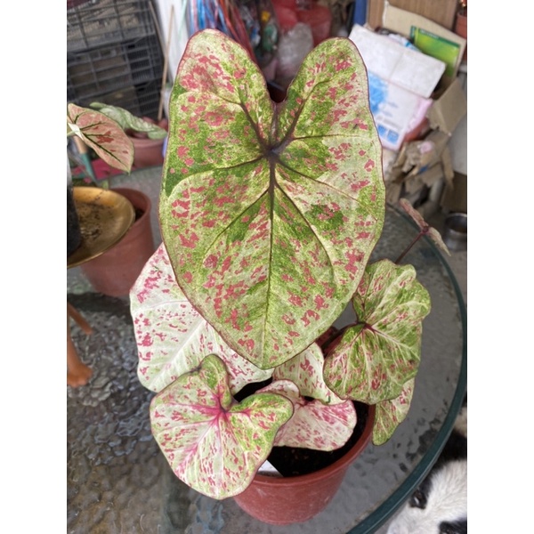 花青樹🌲米蘭-彩葉芋(超商取貨限2盆)
