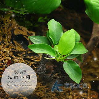 人氣推薦商品與線上折扣優惠 Ac草影水族 蝦皮台灣