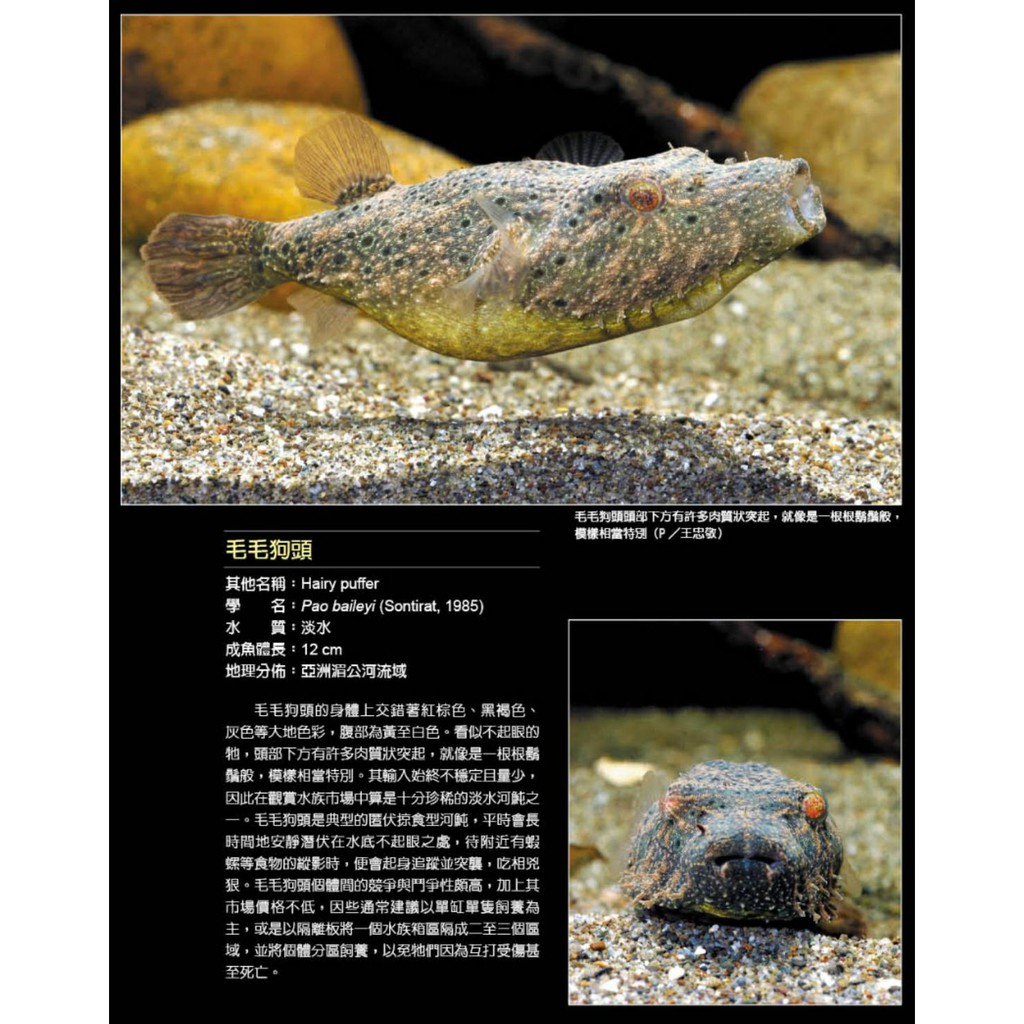 水中的泡芙 淡水河魨freshwater Pufferfish 河魨狗頭魚娃娃魚書工具書書籍婷婷百貨 蝦皮購物