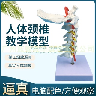 頸椎帶頸動脈 後枕骨 椎間盤與神經教學模型人體關節頸椎骨骼模型【美品LDYX】