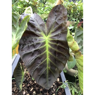 稀有白雀芋colocasia Elepaio Milky Way 根性ok斑葉穩定 蝦皮購物