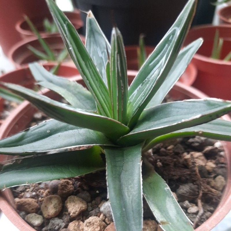 Agave Victoriae-reginae 笹之雪 / 世之雪  4.5吋盆