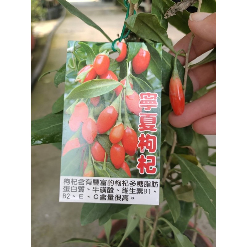 方方園藝-寧夏枸杞掛果滿滿的5吋盆高度30-50公分上下特價200元