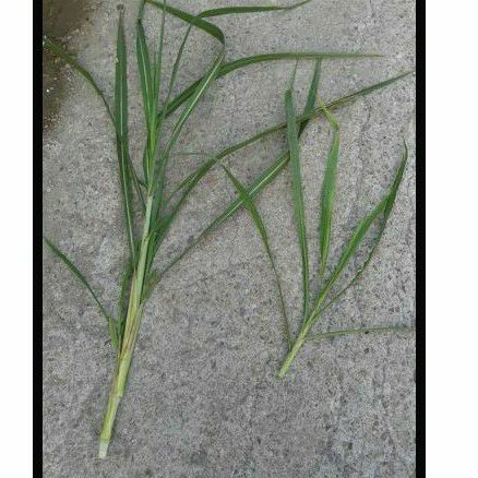 妞妞花園 狼尾草 台畜二號 兔 天竺鼠 葉 1斤 50元