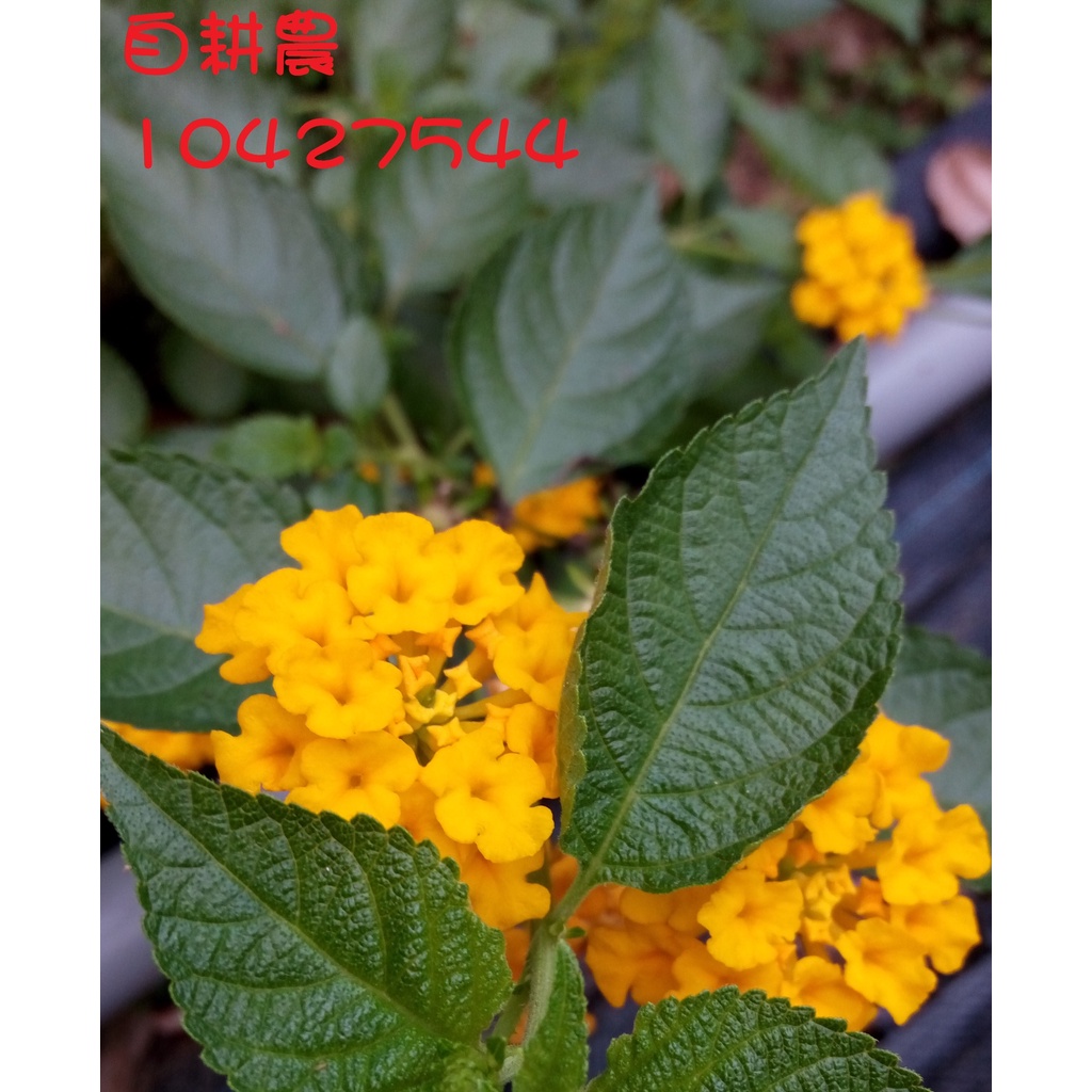蔓性立性馬櫻丹約45公分內超取可寄12棵 蝦皮購物