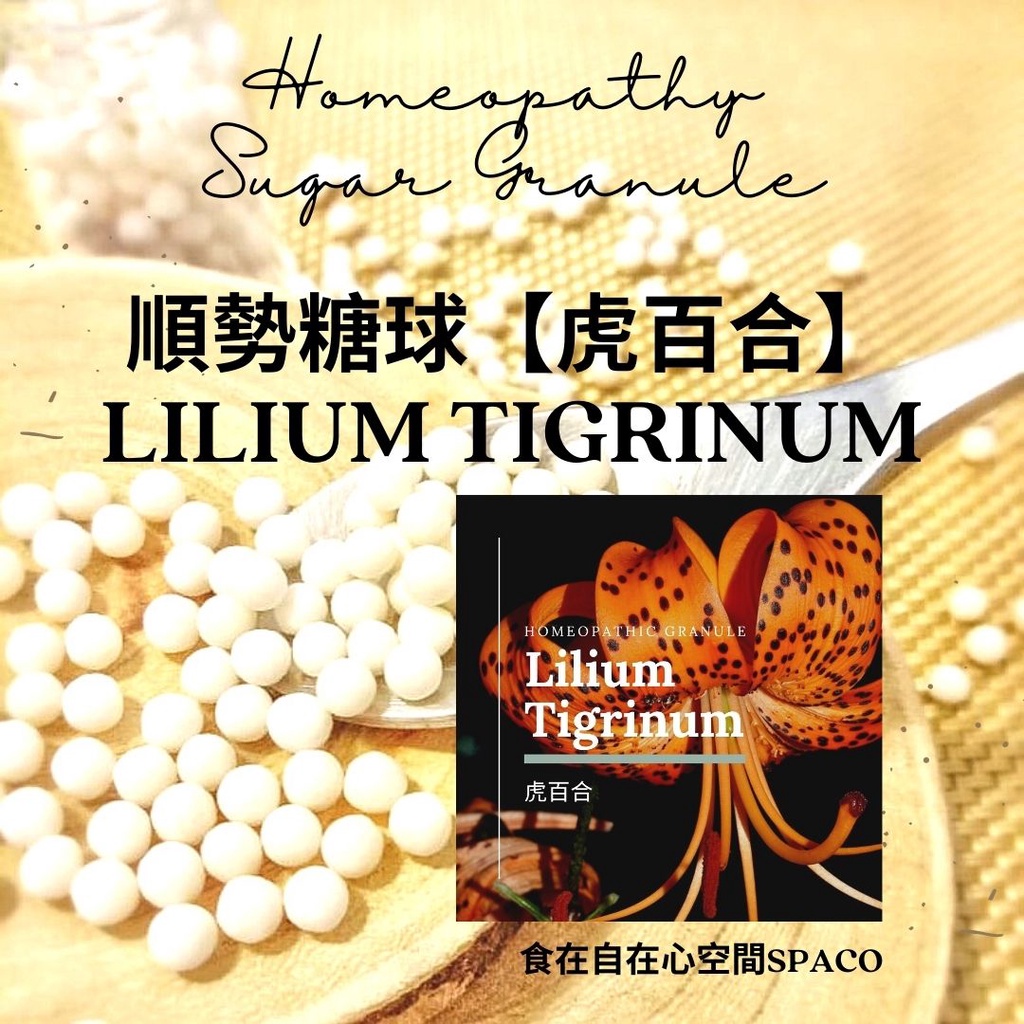 順勢糖球【虎百合●Lilium Tigrinum 】Homeopathic Granule（心輪／海底輪／緊繃／元氣）