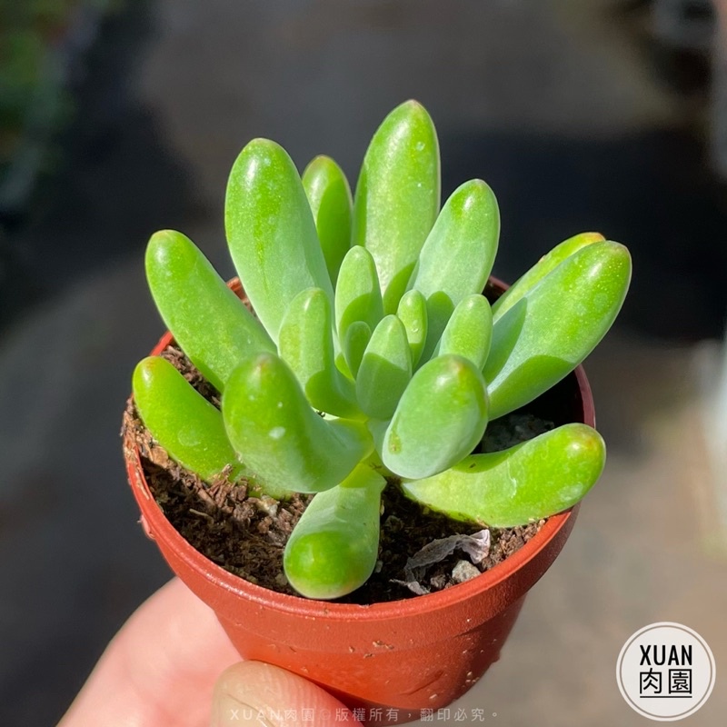 一吋迷你盆 八千代 多肉植物 多肉 景天科 療癒小物 組盆 綠手指必備 Xuan肉園 蝦皮購物