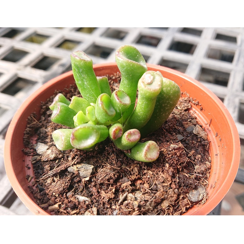 肉食主藝 史瑞克 筒葉花月 多肉植物 療癒 3吋 蝦皮購物