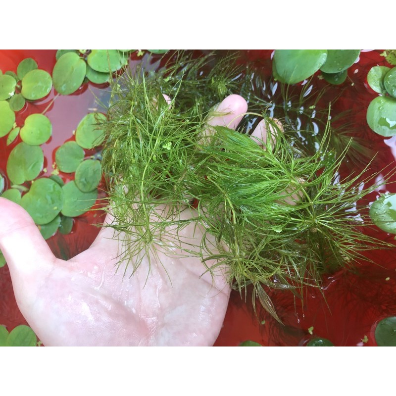 金魚藻漂浮水草優化水質 蝦皮購物