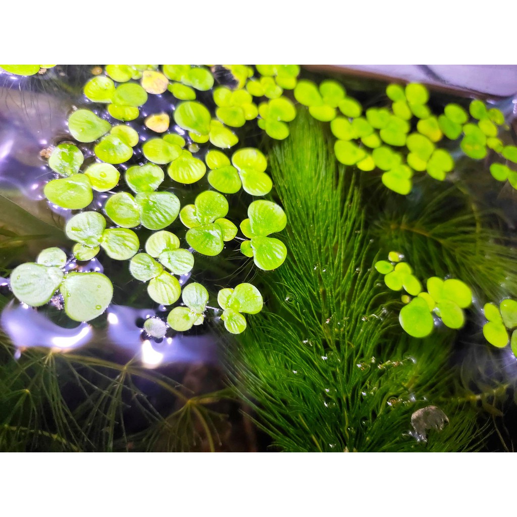 紫萍 浮萍 小紫萍 戶外水草 魚缸裝飾 蝦皮購物