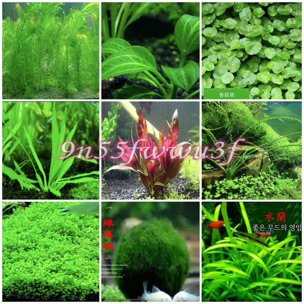 水草種子的價格推薦 21年6月 比價比個夠biggo