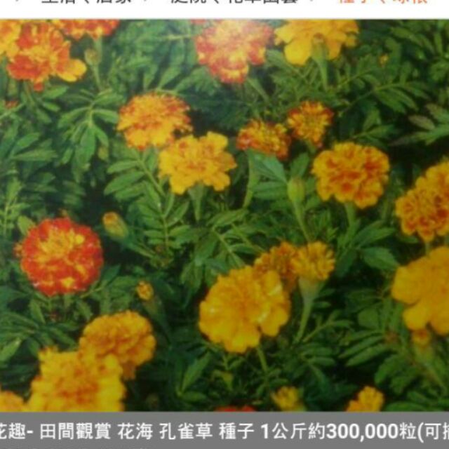 孔雀草 優惠推薦 21年4月 蝦皮購物台灣