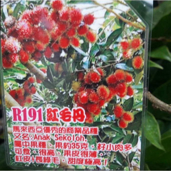 花囍園_水果苗—紅毛丹R191(嫁)--相當豐產~果實脆甜/4-7吋高約40-50cm