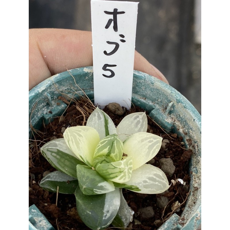 Haworthia ハオルチアオブツーサ錦 蝦皮購物