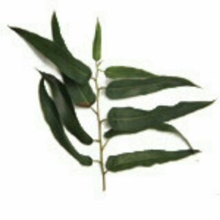 100%純精油 - 檸檬尤加利10ml、30ml 儲存期限：2026.10 【LE網路百貨】