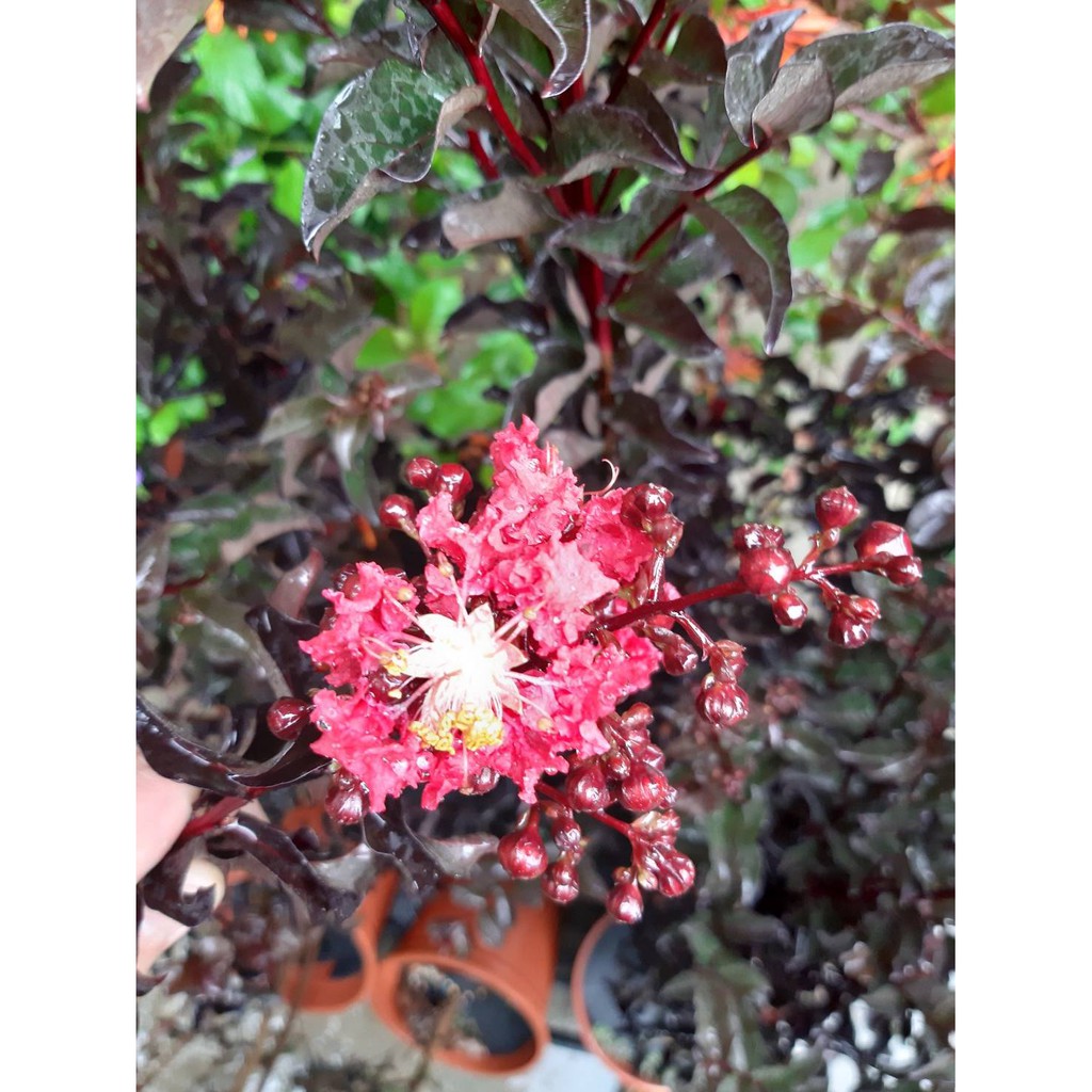 花田厝 庭園植物 紫薇 紫荊花 猿滑樹 紅薇花 6吋盆 高約30 80公分 Tp 蝦皮購物
