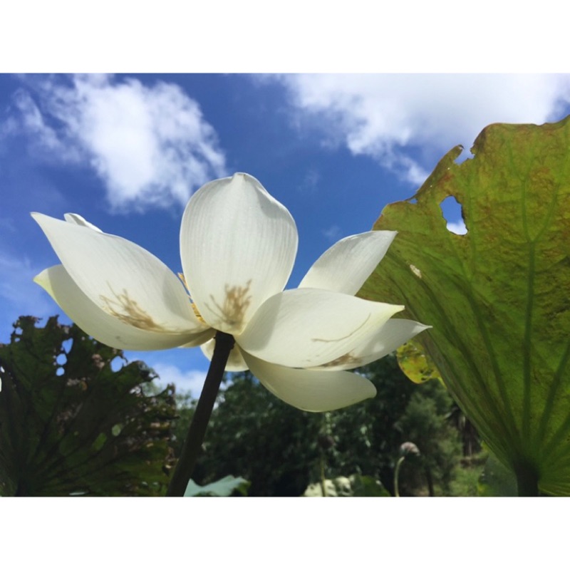 山上池塘 1公升新鮮塘泥睡蓮荷花蓮花碗蓮水生植物專用土 有優惠請看商品說明 蝦皮購物