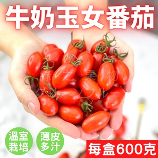 【綠之果物】玉女番茄 番茄 小番茄 600g 溫室小番茄 番茄 網室栽培 水果 黑貓冷藏宅配 滿額免運