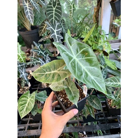 《植想放空》觀葉雨林植物Alocasia Pink Dragon粉龍觀音蓮