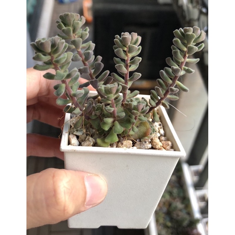 毛小玉春之奇蹟多肉植物 蝦皮購物