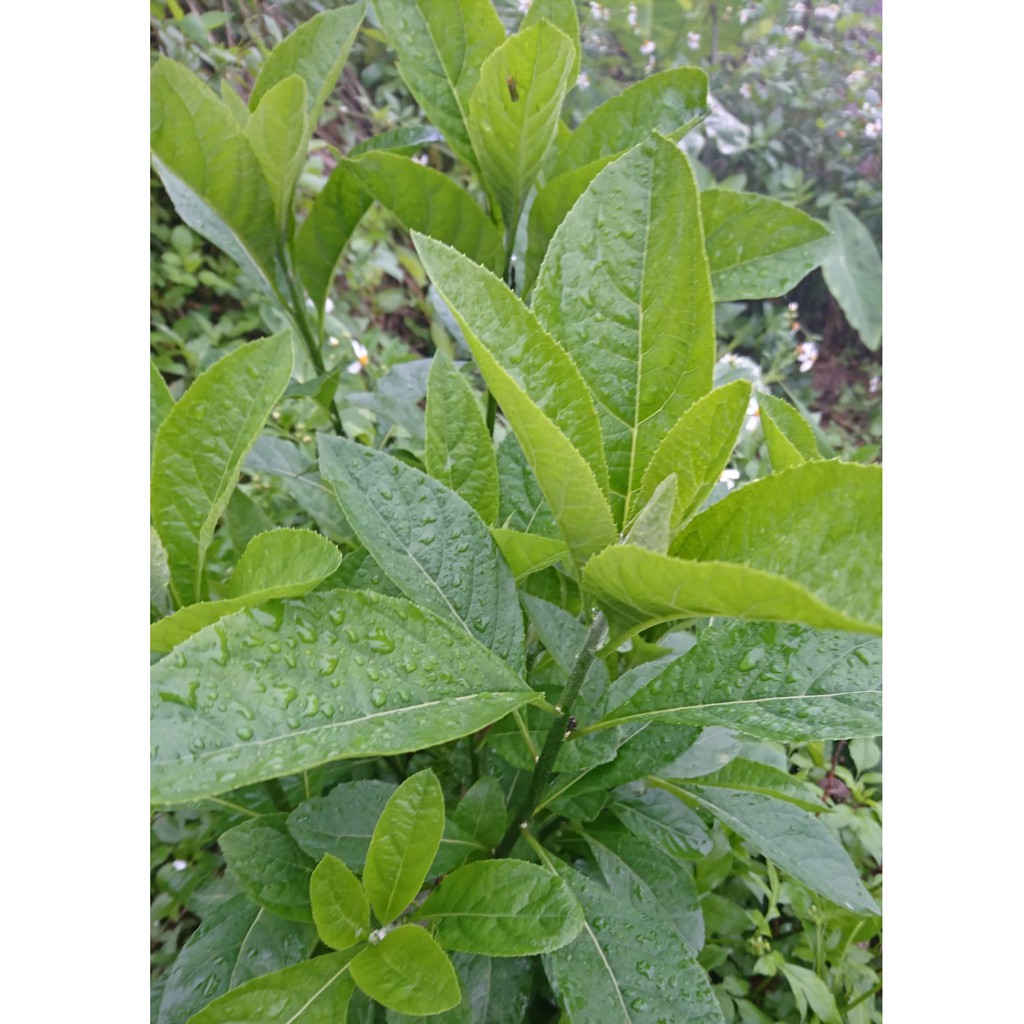 當日現採 南非葉 扁桃斑鳩菊 龜兔也愛 自有農場