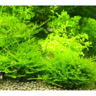 三角莫斯淚眼莫斯爪哇莫斯翡翠莫斯火焰莫斯珊瑚莫斯石片裝 陰性水草 前景草莫斯默思默絲魚缸造景植物