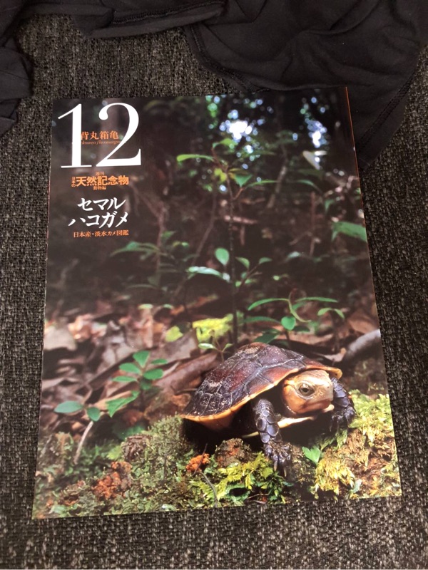 Ntc圖鑑天然記念物no12 食蛇龜 雜誌含公仔非ntc 蝦皮購物