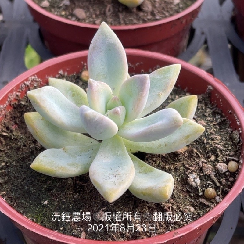 沅鈺農場多肉植物淡雪 露養植物輕微曬傷 蝦皮購物