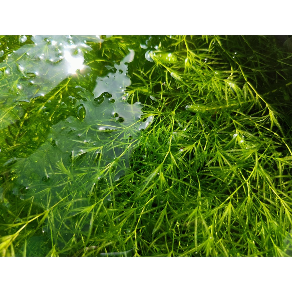 水草金魚草 Ptt Dcard討論與高評價網拍商品 21年10月 飛比價格