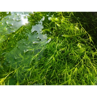 水族金魚草的價格推薦 21年12月 比價撿便宜