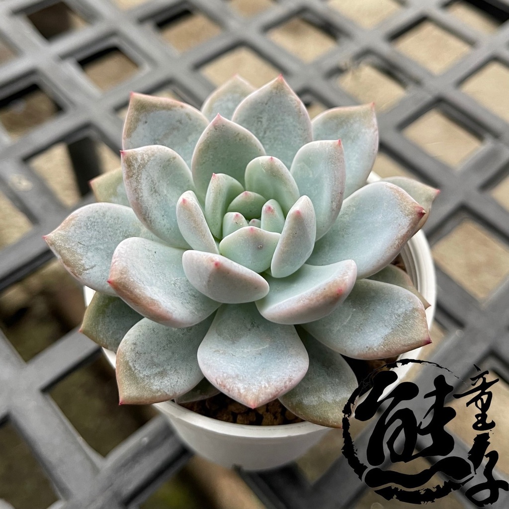 多肉植物熊童子 大雪蓮雪蓮多肉植物觀賞植物蓮座 蝦皮購物