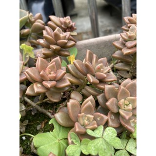多肉植物姬朧月的價格推薦 21年8月 比價撿便宜