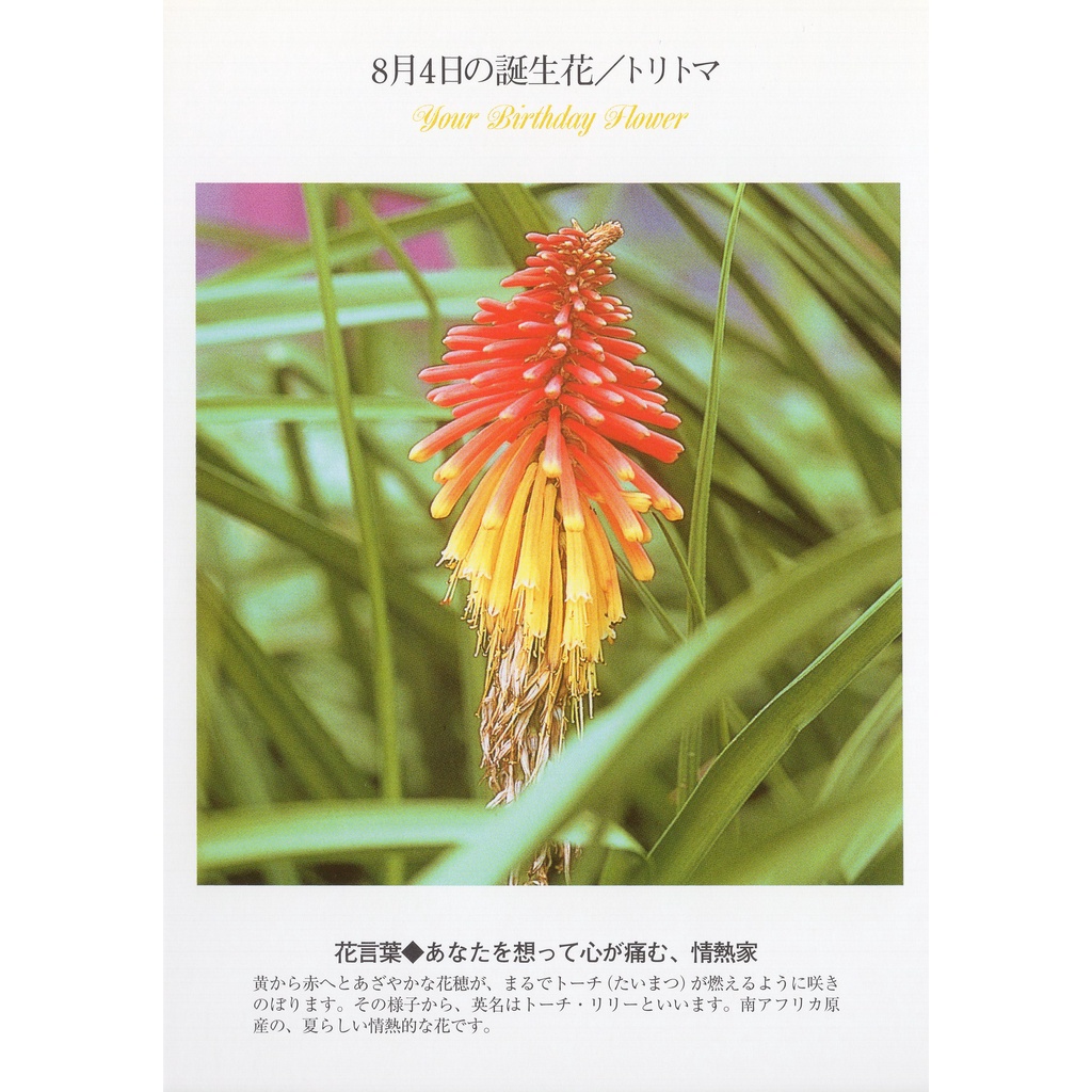 33明信片本舖 日本進口明信片8月生日花誕生花明信片 單張入 蝦皮購物