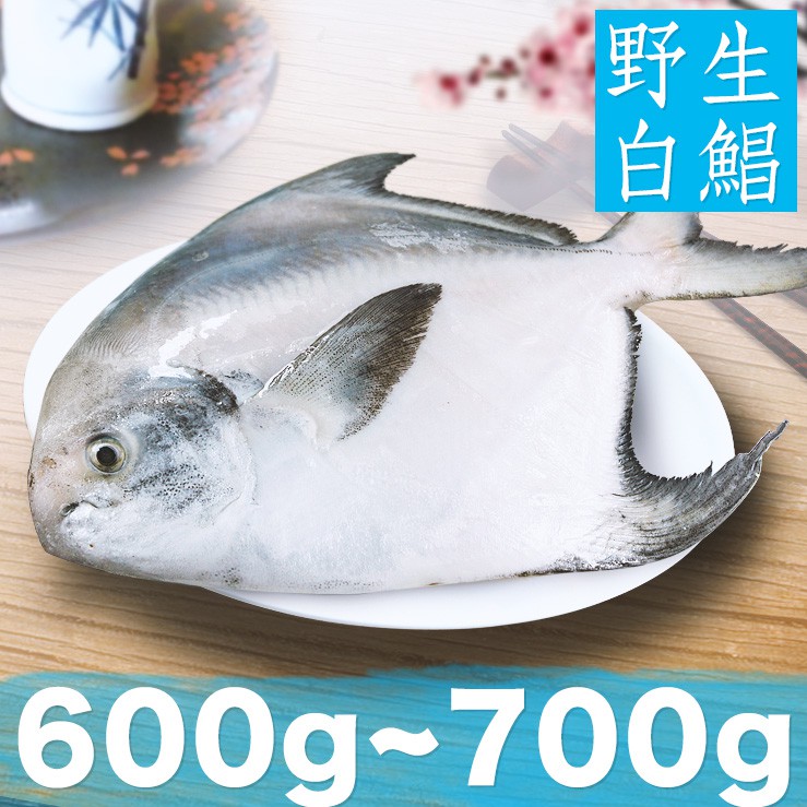 年節必備！南海豐【特大野生白鯧魚】600g-700g/尾 船釣急凍，鮮度極鮮 送禮圍爐 過年團圓 拜拜必備 過年魚必備